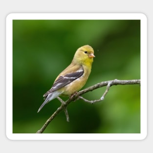 American Goldfinch on a beautiful Spring Day Sticker